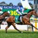geelong racing tips