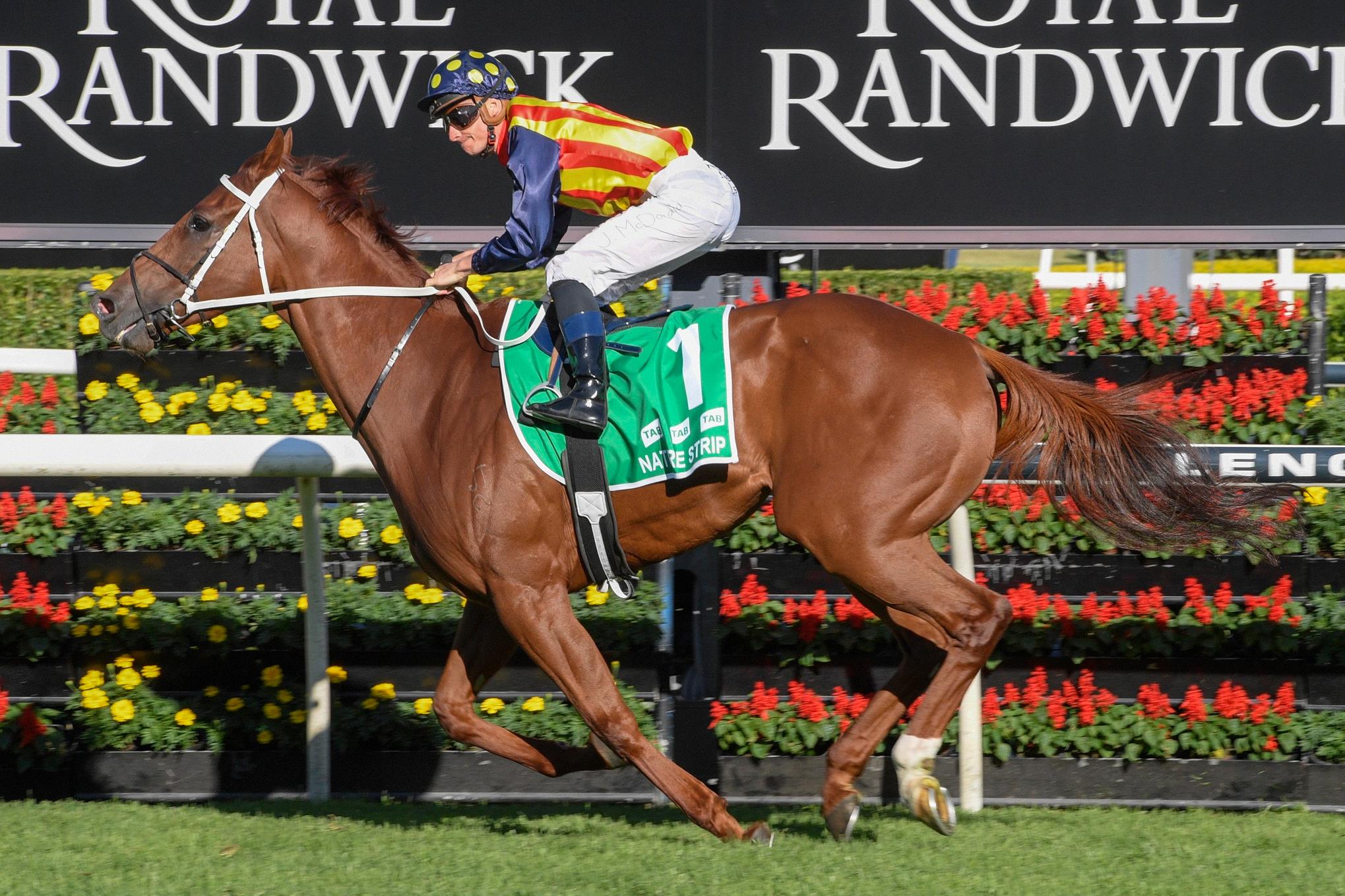 nature-strip-randwick