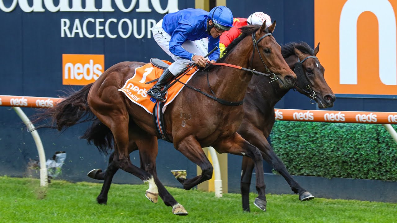 anamoe-caulfieldguineas