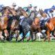 Horse Racing Glossary